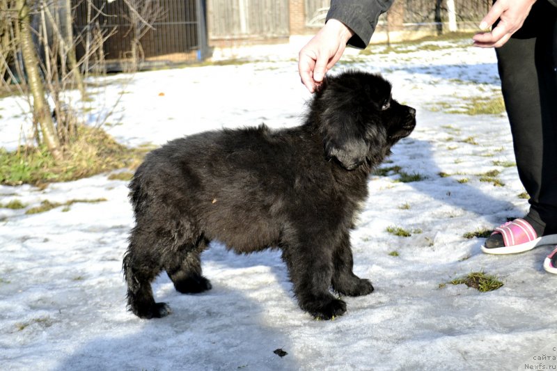 Фото: ньюфаундленд Легенд Беар Эклипс Оф Зе Мун (Legend Bear Eclipse of The Moon)