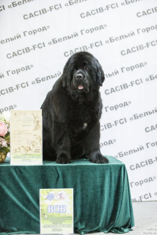 Фото: ньюфаундленд Акватория Келвин Прима для Дома Прозоровских (Aquatoriya Kelvin Prima dlya Doma Prozorovskikh)