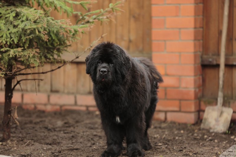 Фото: ньюфаундленд Акватория Келвин Прима для Дома Прозоровских (Aquatoriya Kelvin Prima dlya Doma Prozorovskikh)