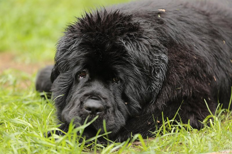 Фото: ньюфаундленд Акватория Келвин Прима для Дома Прозоровских (Aquatoriya Kelvin Prima dlya Doma Prozorovskikh)