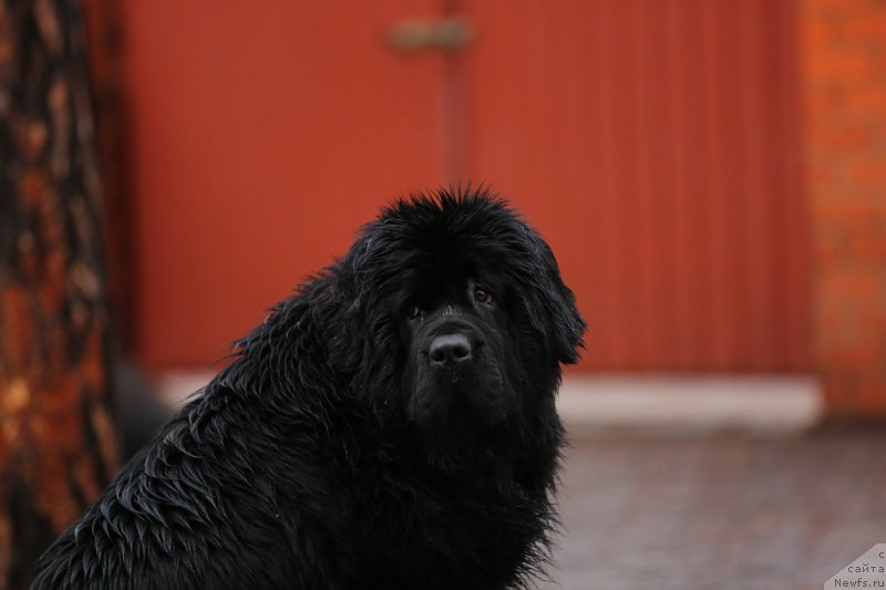 Фото: ньюфаундленд Акватория Келвин Прима для Дома Прозоровских (Aquatoriya Kelvin Prima dlya Doma Prozorovskikh)