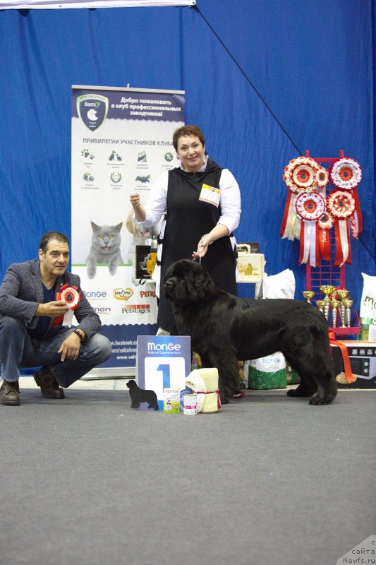 Фото: ньюфаундленд Акватория Келвин Прима для Дома Прозоровских (Aquatoriya Kelvin Prima dlya Doma Prozorovskikh), Марина Трусова