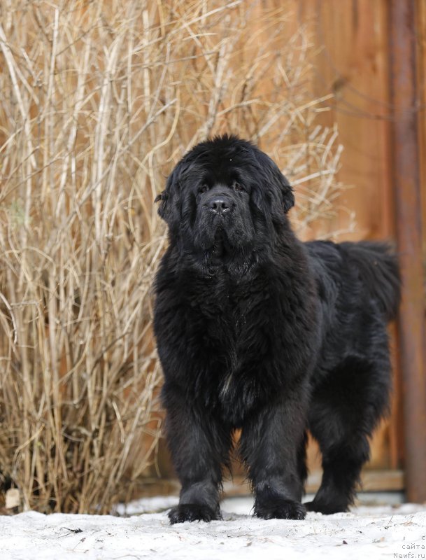 Фото: ньюфаундленд Акватория Келвин Прима для Дома Прозоровских (Aquatoriya Kelvin Prima dlya Doma Prozorovskikh)