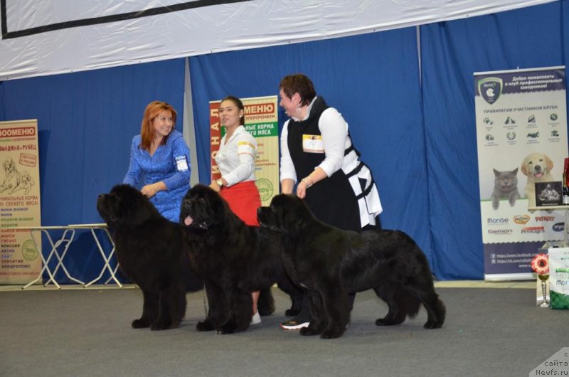 Фото: ньюфаундленд Акватория Келвин Ювентус (Aquatoriya Kelvin Yuventus), ньюфаундленд Акватория Келвин Марсчалл (Aquatoriya Kelvin Marschall), ньюфаундленд Акватория Келвин Прима для Дома Прозоровских (Aquatoriya Kelvin Prima dlya Doma Prozorovskikh)