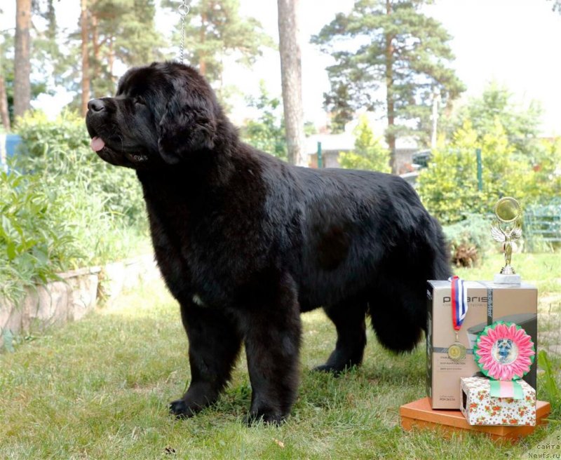 Фото: ньюфаундленд Акватория Келвин Прима для Дома Прозоровских (Aquatoriya Kelvin Prima dlya Doma Prozorovskikh)