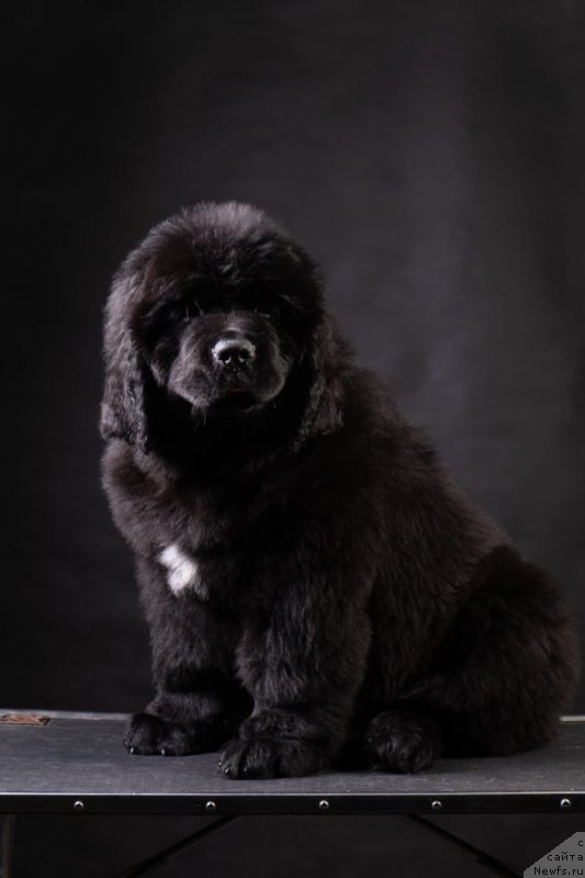 Фото: Щенок от, ньюфаундленд Нежная Карамелька Фиона (Nezhnaya Karamelka Fiona), ньюфаундленд Сент Джонс Эксклюзив (Sent Djons Exclusive)