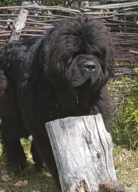 Фото: ньюфаундленд Дак Прайд Винтаж (Dark Pride Vintage)