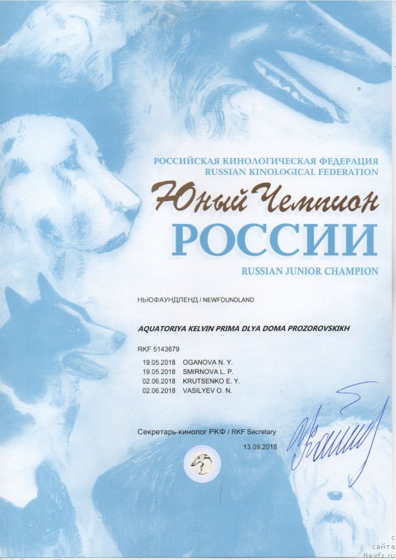 Фото: ньюфаундленд Акватория Келвин Прима для Дома Прозоровских (Aquatoriya Kelvin Prima dlya Doma Prozorovskikh)