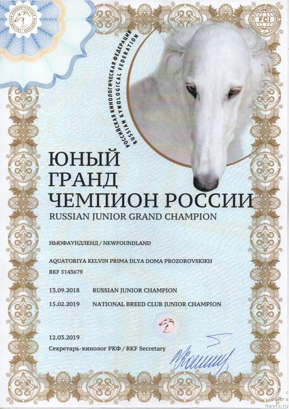 Фото: ньюфаундленд Акватория Келвин Прима для Дома Прозоровских (Aquatoriya Kelvin Prima dlya Doma Prozorovskikh)