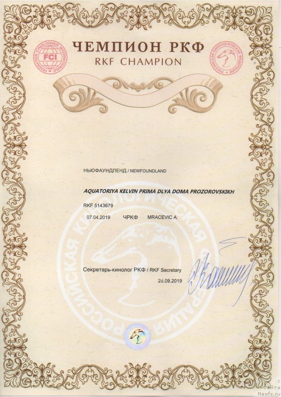 Фото: ньюфаундленд Акватория Келвин Прима для Дома Прозоровских (Aquatoriya Kelvin Prima dlya Doma Prozorovskikh)