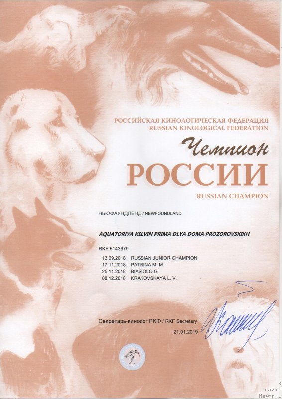 Фото: ньюфаундленд Акватория Келвин Прима для Дома Прозоровских (Aquatoriya Kelvin Prima dlya Doma Prozorovskikh)