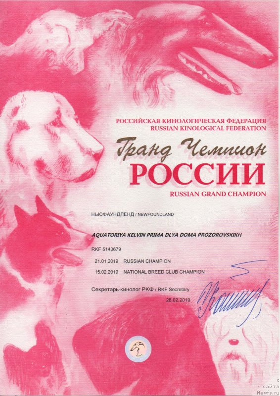 Фото: ньюфаундленд Акватория Келвин Прима для Дома Прозоровских (Aquatoriya Kelvin Prima dlya Doma Prozorovskikh)