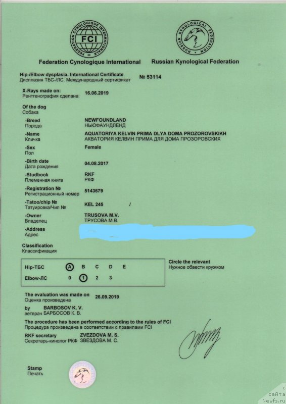 Фото: ньюфаундленд Акватория Келвин Прима для Дома Прозоровских (Aquatoriya Kelvin Prima dlya Doma Prozorovskikh)
