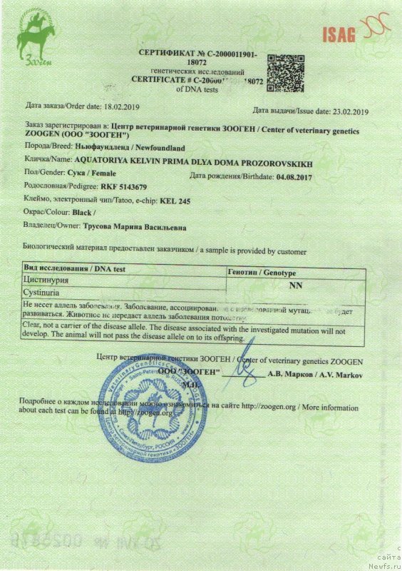 Фото: ньюфаундленд Акватория Келвин Прима для Дома Прозоровских (Aquatoriya Kelvin Prima dlya Doma Prozorovskikh)