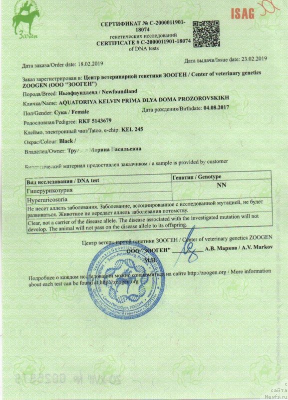 Фото: ньюфаундленд Акватория Келвин Прима для Дома Прозоровских (Aquatoriya Kelvin Prima dlya Doma Prozorovskikh)