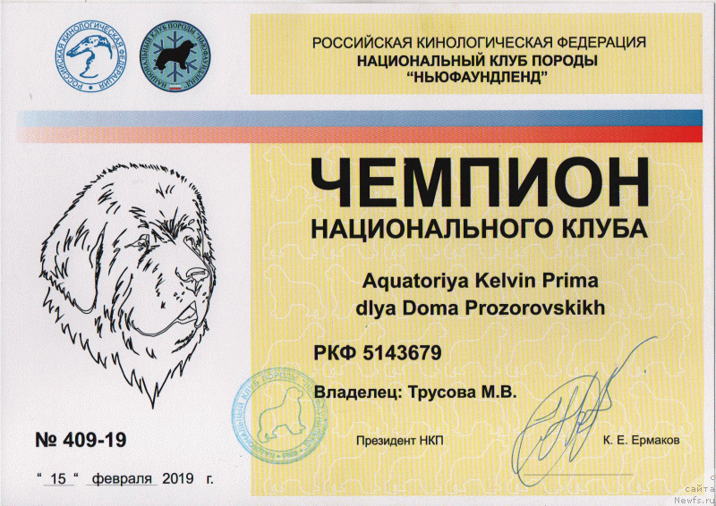 Фото: ньюфаундленд Акватория Келвин Прима для Дома Прозоровских (Aquatoriya Kelvin Prima dlya Doma Prozorovskikh)