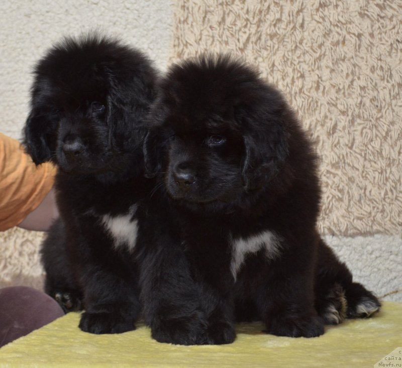 Фото: ньюфаундленд Май Френд Ньюфи Командор Крузо, ньюфаундленд Май Френд Ньюфи Корсар Дрейк