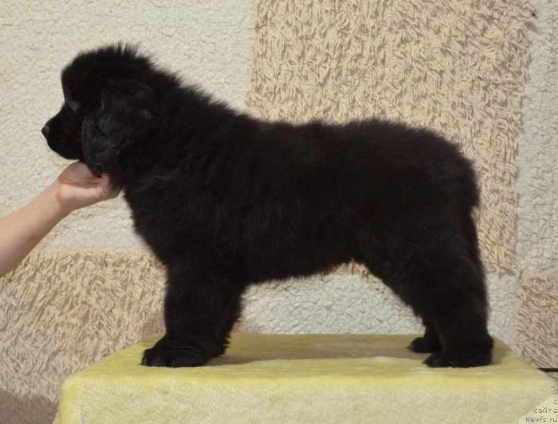 Фото: ньюфаундленд Май Френд Ньюфи Корсар Дрейк