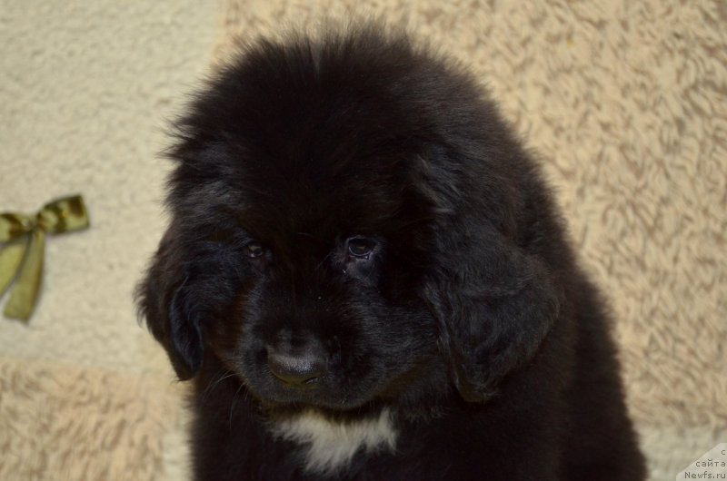 Фото: ньюфаундленд Май Френд Ньюфи Корсар Дрейк