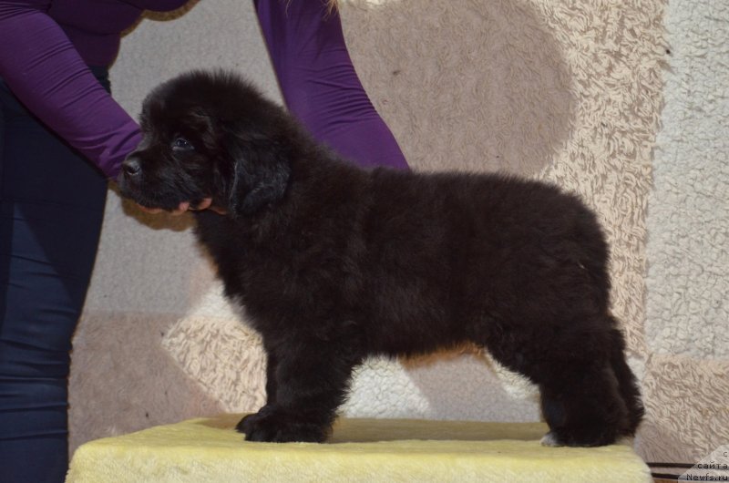 Фото: ньюфаундленд Май Френд Ньюфи Командор Крузо