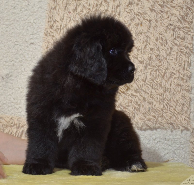 Фото: ньюфаундленд Май Френд Ньюфи Командор Крузо