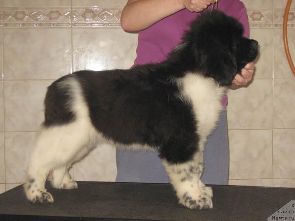 Фото: ньюфаундленд Надежда и Опора с Берега Дона (Nadezhda i Opora s Berega Dona)