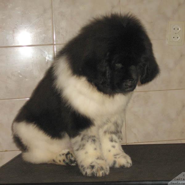 Фото: ньюфаундленд Надежда и Опора с Берега Дона (Nadezhda i Opora s Berega Dona)