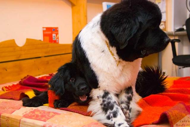 Фото: ньюфаундленд Потап Парис, ньюфаундленд Супер Бизон Арго (Super Bizon Argo)