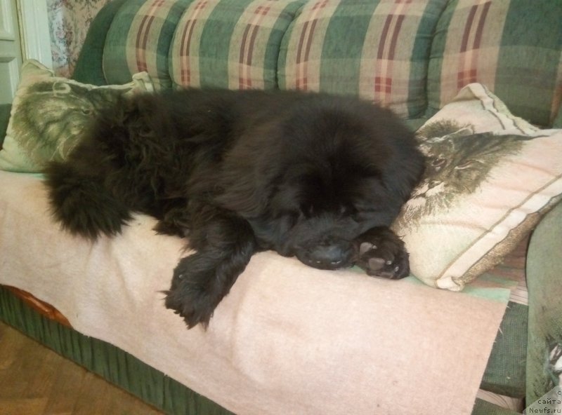 Фото: ньюфаундленд Топтыжка Друг Мой