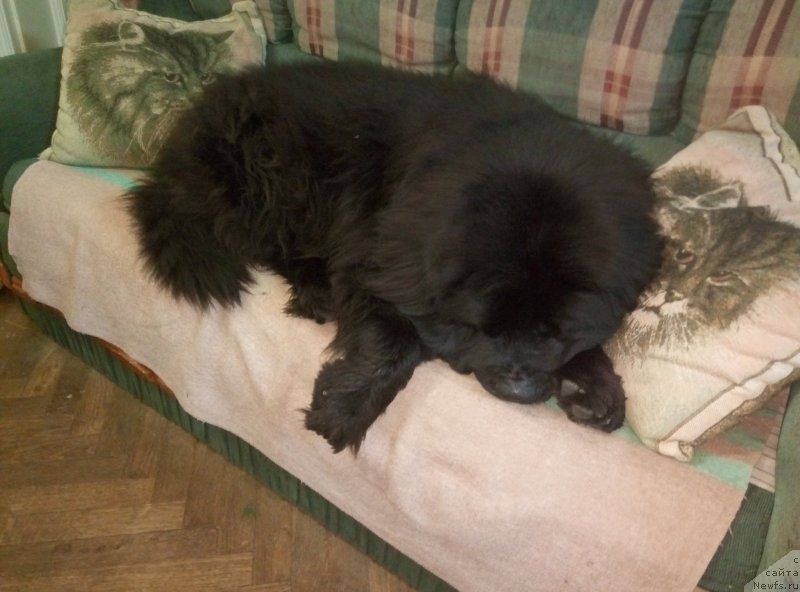 Фото: ньюфаундленд Топтыжка Друг Мой