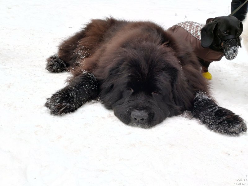 Фото: ньюфаундленд Топтыжка Друг Мой
