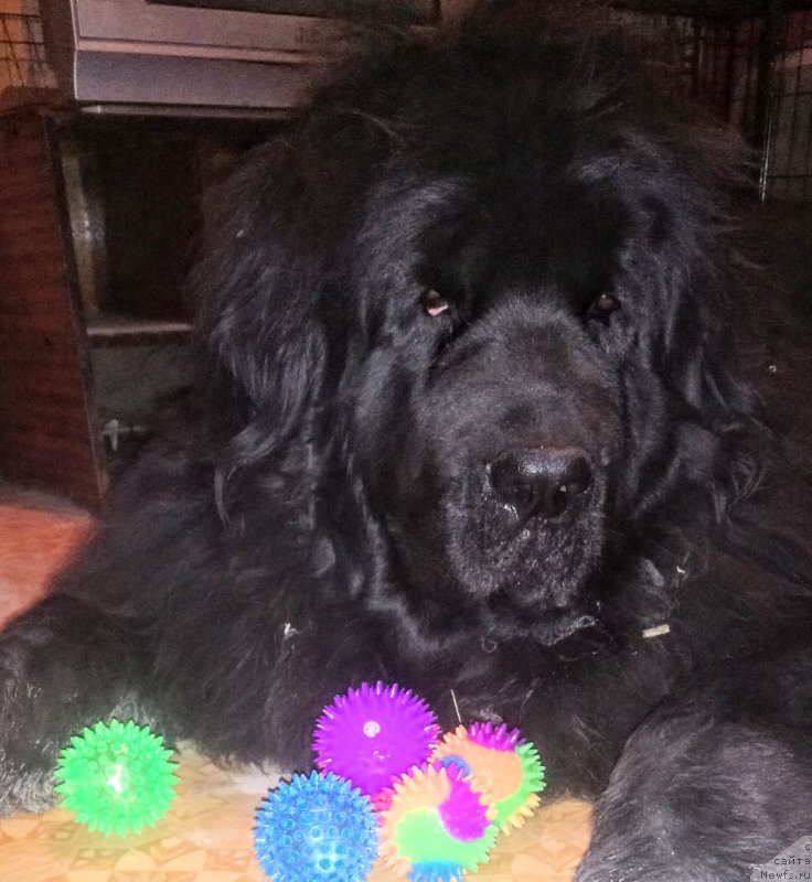 Фото: ньюфаундленд Ньюфорт Дивная Диана