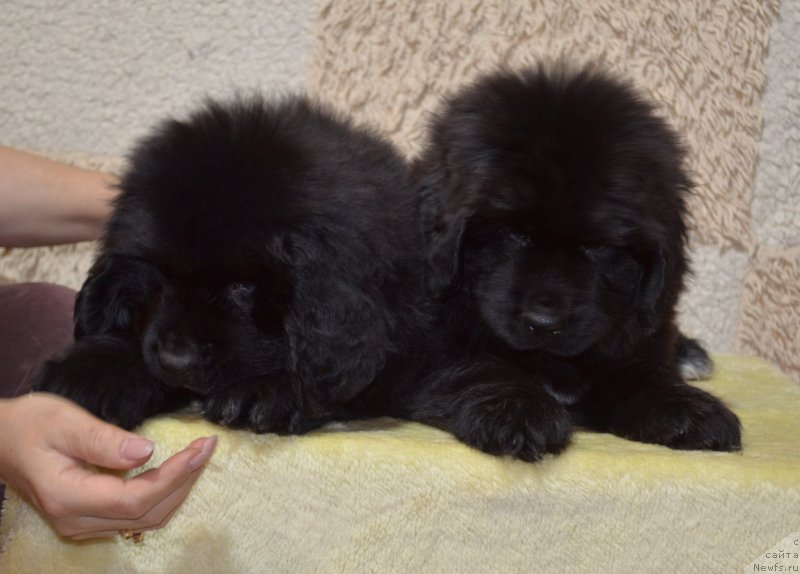 Фото: ньюфаундленд Май Френд Ньюфи Командор Крузо, ньюфаундленд Май Френд Ньюфи Корсар Дрейк