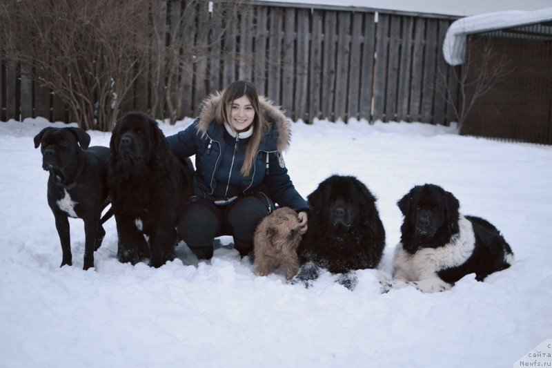 Фото: Жанна Шмелёва, ньюфаундленд Лепесток Лилии, ньюфаундленд Сент Джонс Прима де Феролли, ньюфаундленд Терра Виктория Кей ту Май Харт (Terra Victoria Key to my Heart), Хэппи, Дари