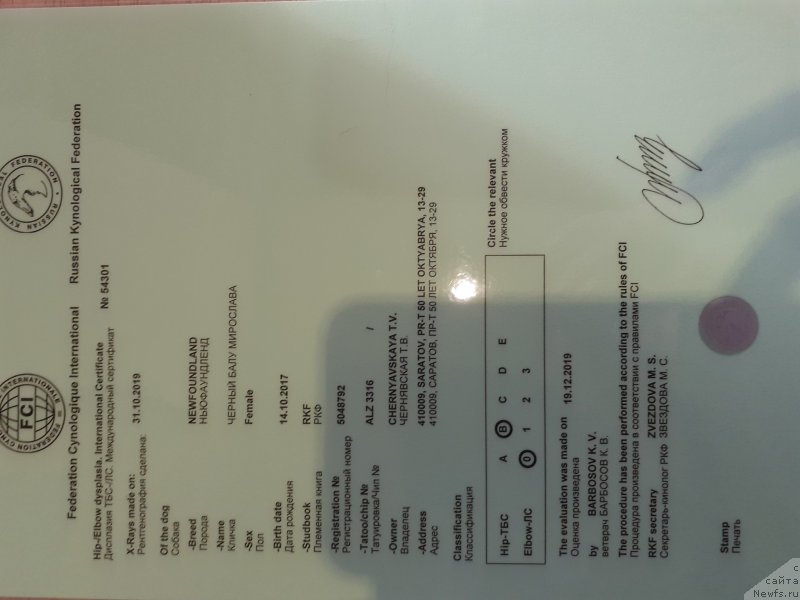 Фото: ньюфаундленд Черный Балу Мирослава (Cherniy Balu Miroslava)