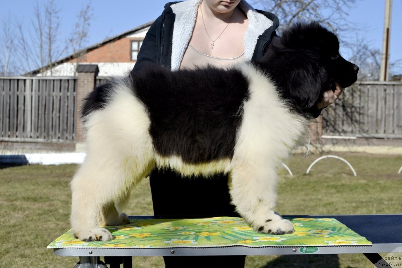 Фото: ньюфаундленд Легенд Беар Эагер Фор Фэйм