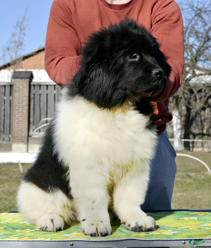 Фотография № 246571