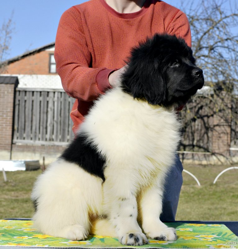 Фотография № 246573