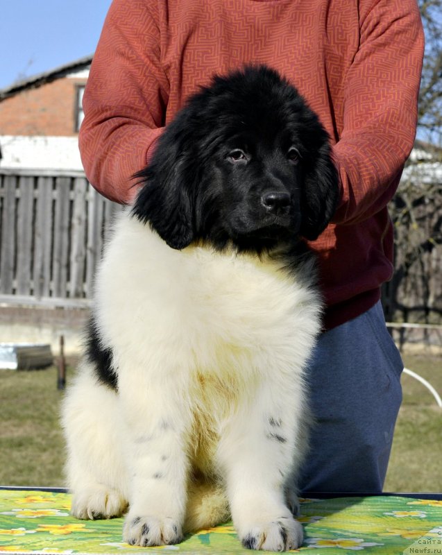 Фотография № 246574