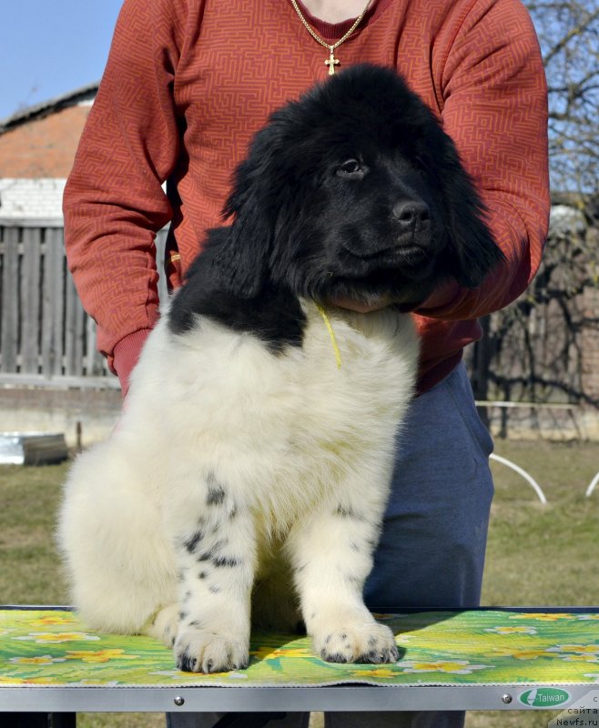 Фотография № 246576