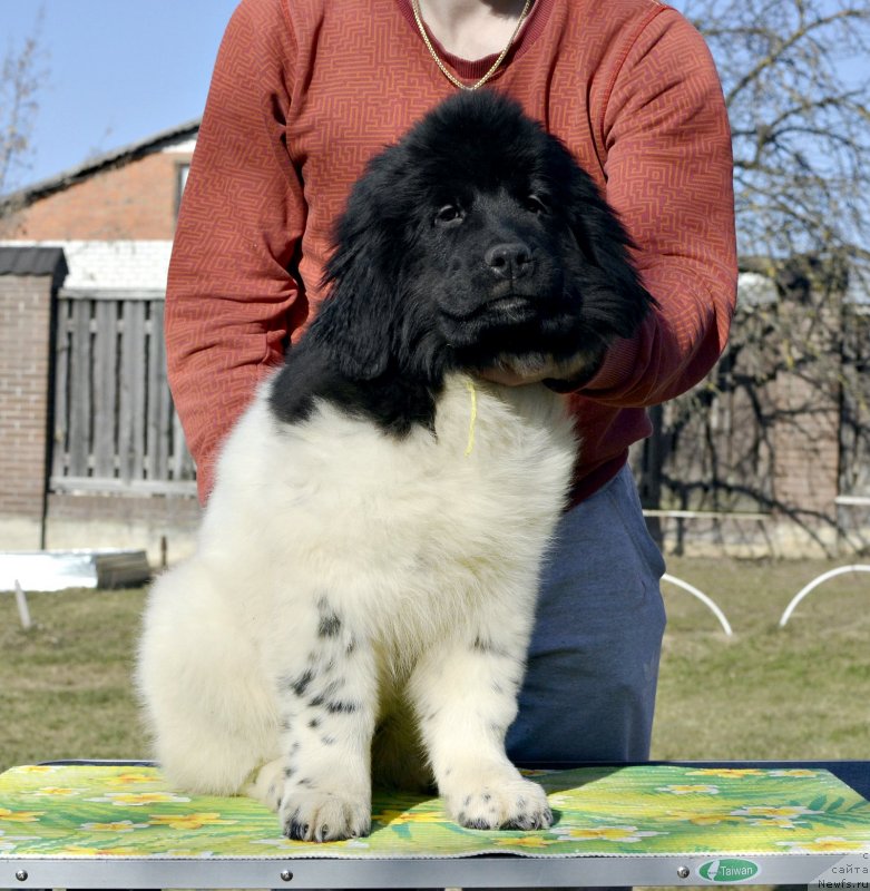 Фотография № 246577