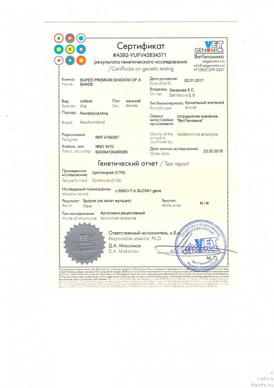 Фото: ньюфаундленд Супер Премиум Шадо оф э Шаде (Super Premium Shadow of a Shade)