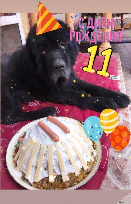 Фото: ньюфаундленд Кипер Соул Есаул (Keeper Soul Esaul)