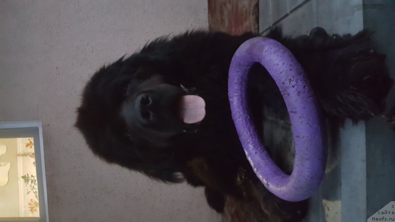 Фото: Андрей Шишинин, ньюфаундленд Роза Мимоза