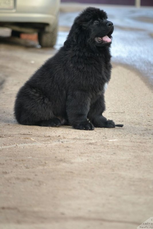 Фото: ньюфаундленд Нежная Карамелька Фиона (Nezhnaya Karamelka Fiona)