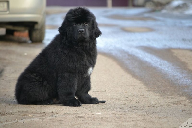 Фото: ньюфаундленд Сент Джонс Эксклюзив (Sent Djons Exclusive)