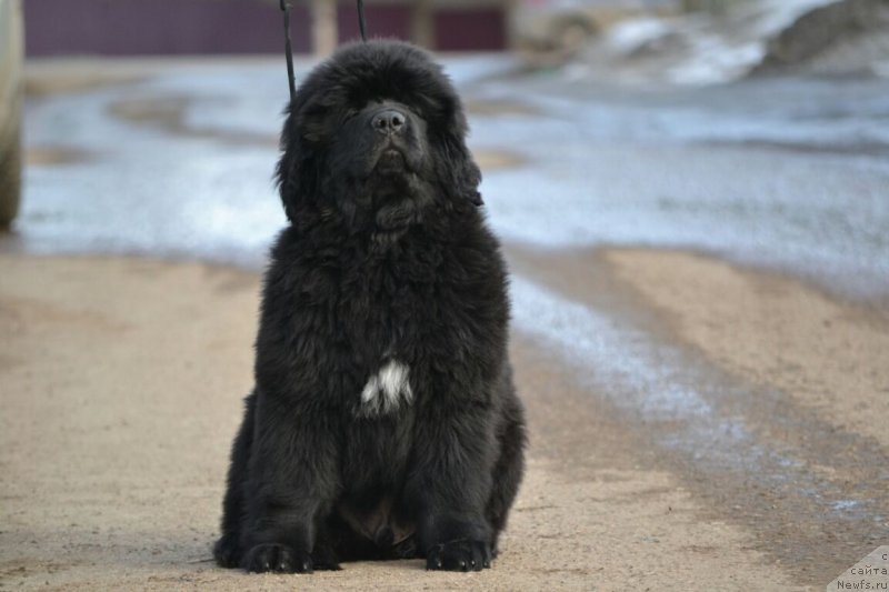 Фото: ньюфаундленд Сент Джонс Эксклюзив (Sent Djons Exclusive)