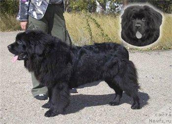 Фото: ньюфаундленд Оттава (Ottava)