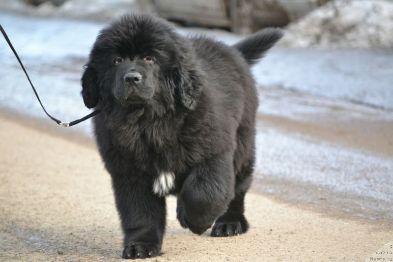 Фото: ньюфаундленд Сент Джонс Эксклюзив (Sent Djons Exclusive)