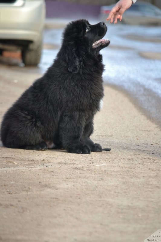 Фото: ньюфаундленд Сент Джонс Эксклюзив (Sent Djons Exclusive)